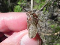 Smaragdlibelle Exuvie